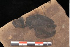 Foto (Detailsansicht) von Quercus palaeoilex Ettingshausen (NHMW-GEO-2024-0188-0935)